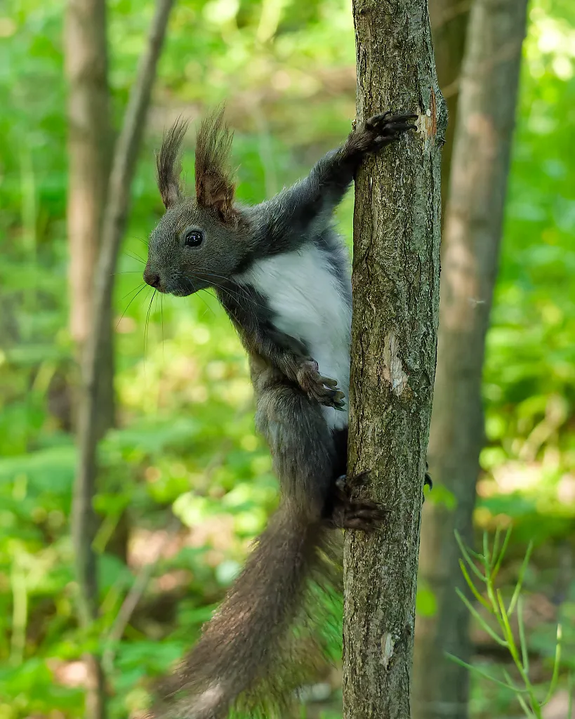 squirrel looking at camera