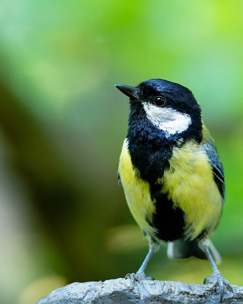 tit looking at camera