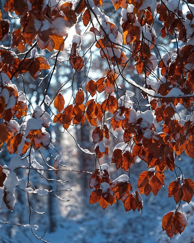 red leaves in snow