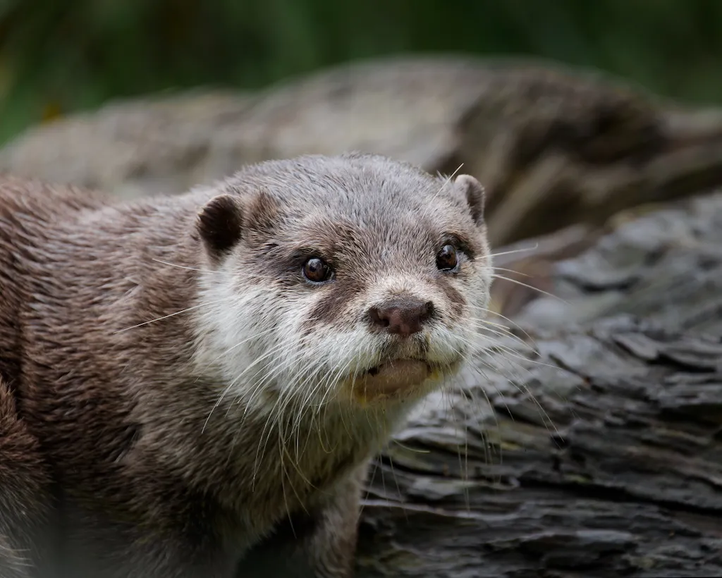 otter looking at camera