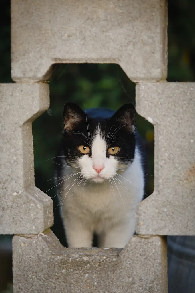 cat in fencelooking at camera