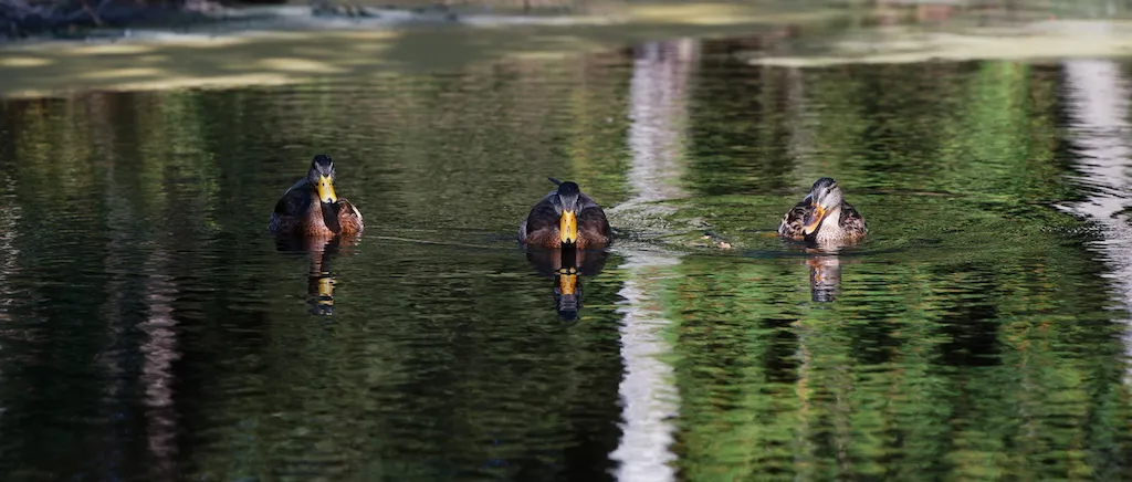 ducks swimming toward camera