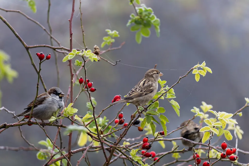 sparrows on branches